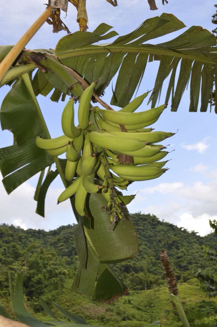 Plantain Porridge: The Caribbean Comfort Food That Heals Your Soul - Blog post image
